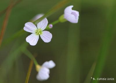 Pinksterbloem - Cuckoo flower - Cardamine pratensis