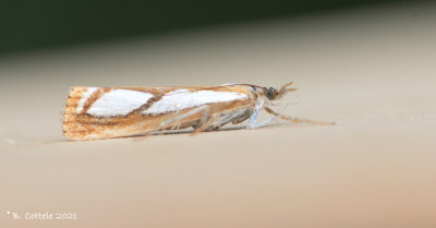 Egale vlakjesmot - Catoptria pinella
