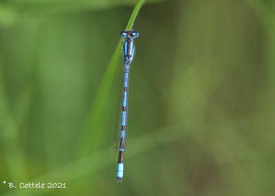 Watersnuffel - Common blue damselfly - Enallagma cyathigerum