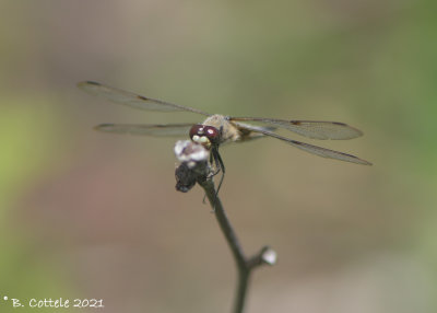 Viervlek - Four-spotted chaser - Libellula quadrimaculata
