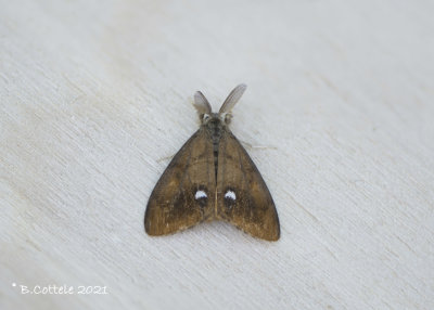 Witvlakvlinder - Rusty tussock moth - Orgyia antiqua