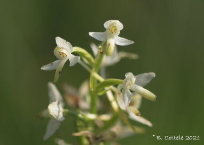 Welriekende nachtorchis - Lesser butterfly-orchid - Platanthera bifolia