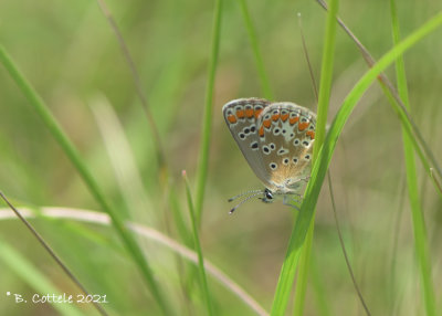 Bruin blauwtje - Brown argus - Aricia agestis