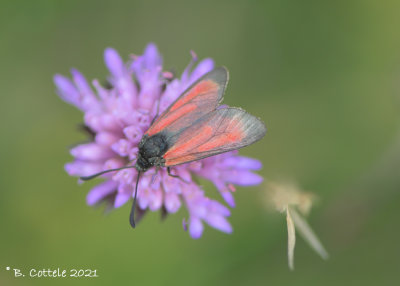 Streep-sint-jansvlinder - Transparent burnet - Zygaena purpuralis