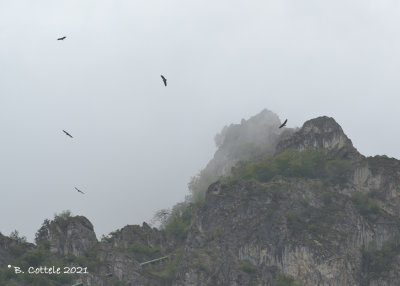 Vale Gier - Eurasian Griffon Vulture