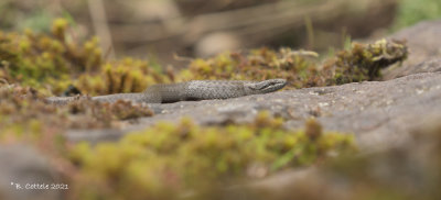 Gladde slang - Smooth snake - Coronella austriaca