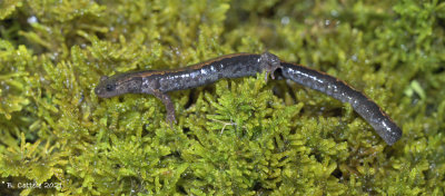 Goudstreepsalamander - Gold-striped salamander - Chioglossa lusitanica