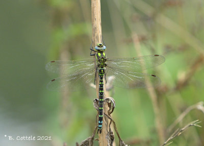 Blauwe glazenmaker - Southern hawker - Aeshna cyanea