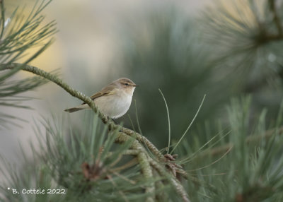 Siberische Tjiftjaf - Siberian Chiffchaff - Phylloscopus tristis   