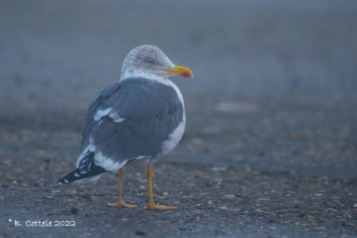Kleine Mantelmeeuw - Lesser Black-backed Gull