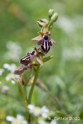 Cretan bee orchid - Ophrys cretica 