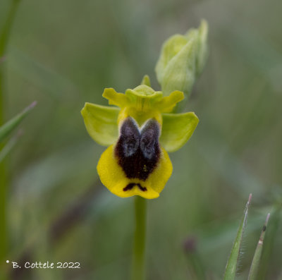 Phrygana ophrys - Ophrys phryganae 