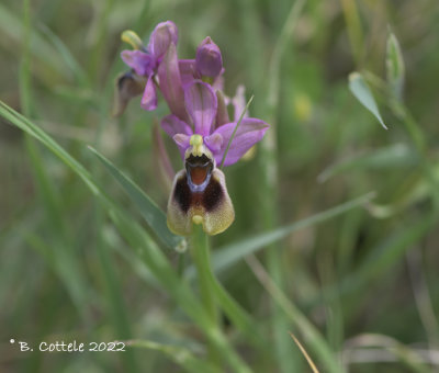 Wolzweverophrys - Sawfly orchid - Ophrys tenthredinifera