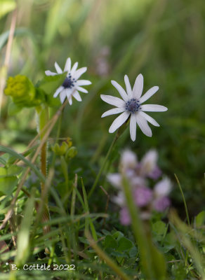 Steranemoon - Broad-leaved anemone - Anemone hortensis  