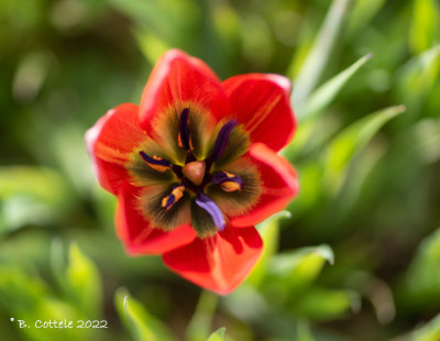 Tulipa orphanidea 