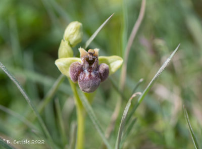 Weidehommelophrys - Bumblebee orchid - Ophrys bombyliflora