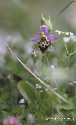 Ophrys minoa 