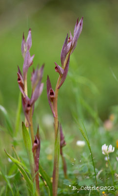 Kleine tongorchis - Small-flowered tongue-orchid - Serapias parvifloria