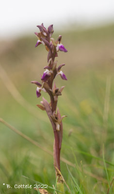 Heuvelorchis - Orchis collina