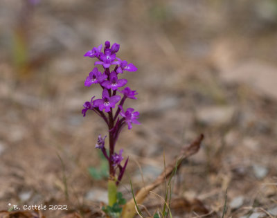 Vierpuntjesorchis - Four-spotted orchid - Orchis quadripunctata