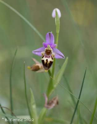 Heldrichs ophrys - Ophrys heldreichii