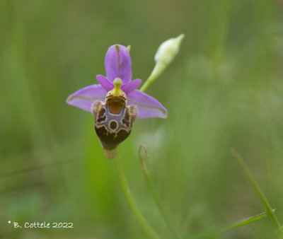 Ophrys minoa 