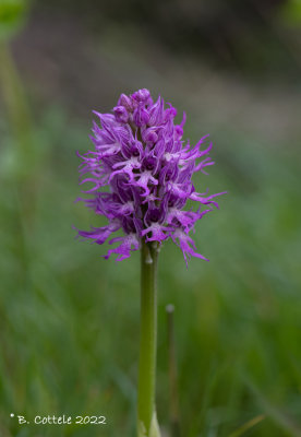 Italiaanse orchis - Italian orchid - Orchis italica