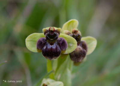 Weidehommelophrys - Bumbleebee orchid - Ophrys bombyliflora