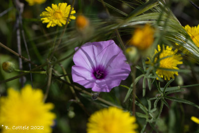 Mediterrane winde - Mallow bindweed - Convolvulus althaeoides