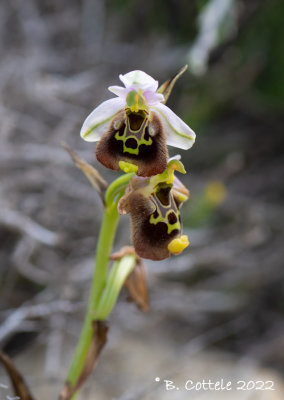 Grootbloemige hommelophrys - Ophrys episcopalis 