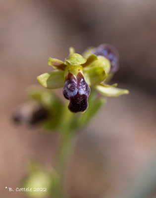 Regenboogophrys - Ophrys iricolor