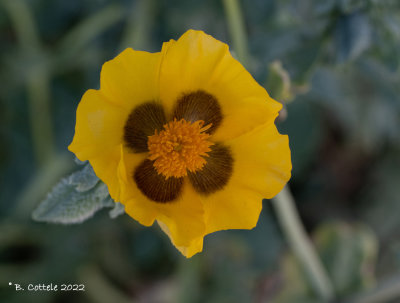 Gele hoornpapaver - Yellow horned poppy - Glaucium flavum