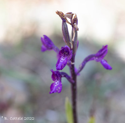 Kretenzer orchis - Bory's orchid - Orchis boryi