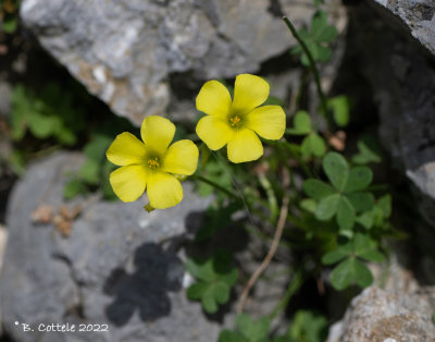 Kaapse klaverzuring - African wood-sorrel - Oxalis pes-caprae