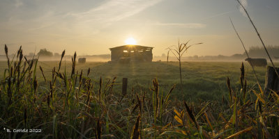 Schapen met zonsopkomst - Sheep at sunrise