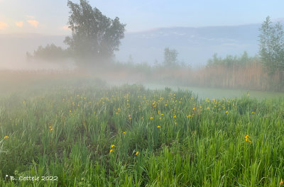 Bourgoyen in de mist - Bourgoyen in the mist