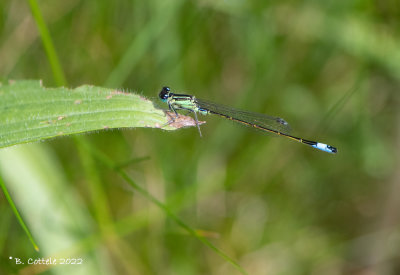Lantaarntje - Blue-tailed damselfly - Ischnura elegans