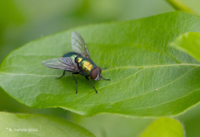 Groene vleesvlieg spec - Common green bottle fly - Lucilia spec