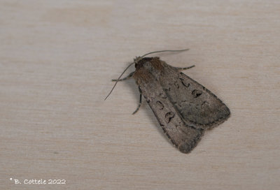 Dubbelpijluil - Double dart - Graphiphora augur