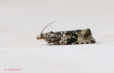 Brandnetelbladroller - Dark strawberry tortrix - Celypha lacunana