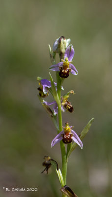Bijenorchis - Bee orchid - Ophrys apifera