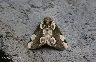 Braamvlinder - Peach blossom - Thyatira batis