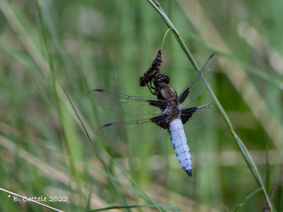 Platbuik - Broad-bodied chaser - Libellula depressa