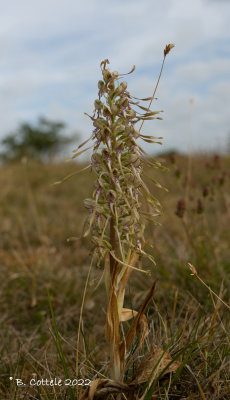 Bokkenorchis - Lizard orchis - himantoglossum hircinum