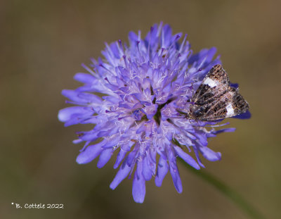 Akkerwinde-uil - Tyta luctuosa