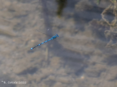 Kanaaljuffer - Goblet-marked damselfly - Erythromma lindenii