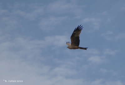 Zwarte wouw - Black kite -Milvus migrans