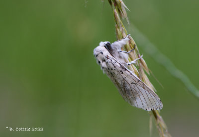Witte hermelijnvlinder - Lesser puss moth - Cerura erminea 
