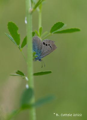 Bloemenblauwtje - Green-underside blue - Glaucopsyche alexis