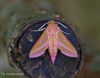 Groot avondrood - Elephant hawk moth - Deilephila elpenor